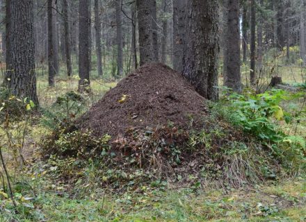 Explore the natural beauty of an anthill nestled in a lush Syktyvkar forest.