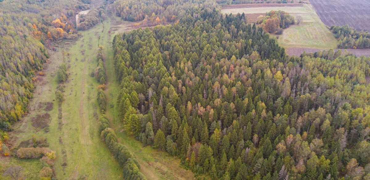 An aerial view of a dense coniferous forest bordering a grassy meadow