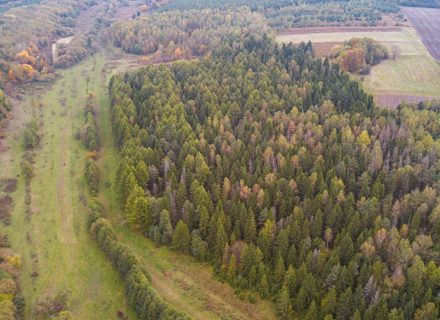 An aerial view of a dense coniferous forest bordering a grassy meadow