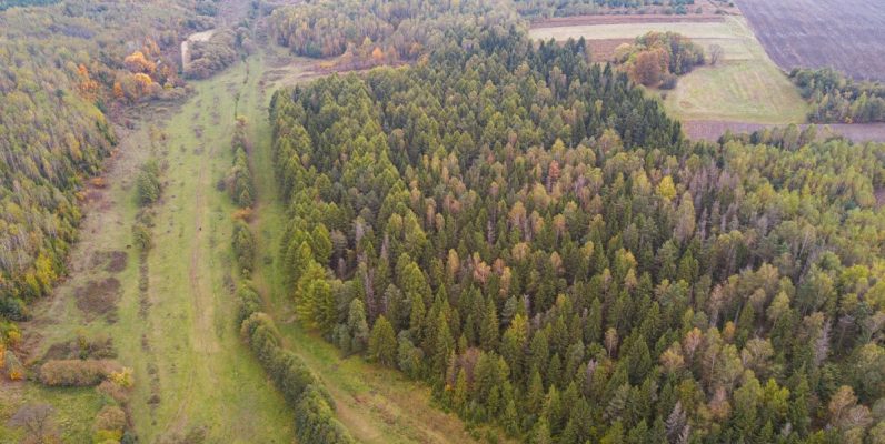 An aerial view of a dense coniferous forest bordering a grassy meadow